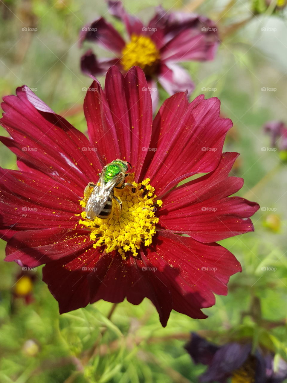 pollen