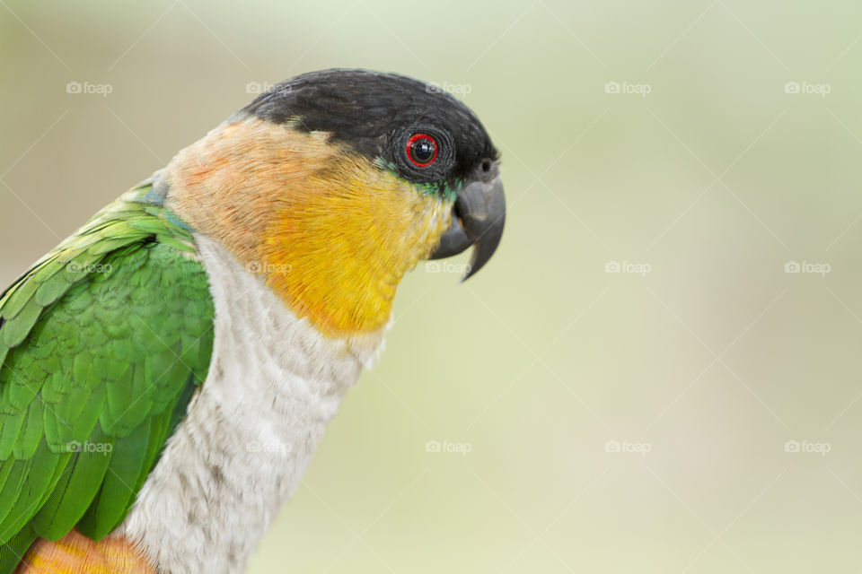 A colorful parrot.