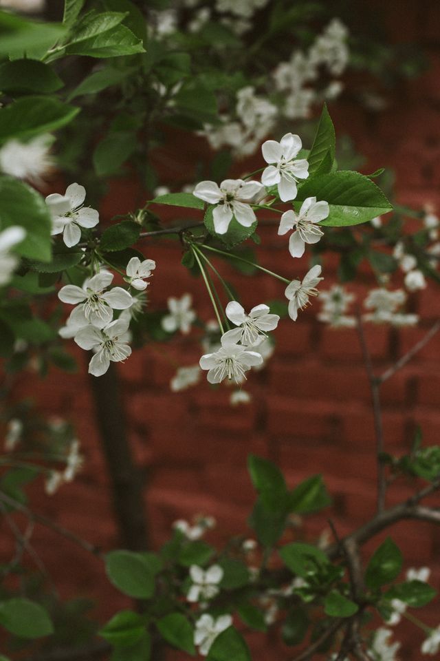 While & green
