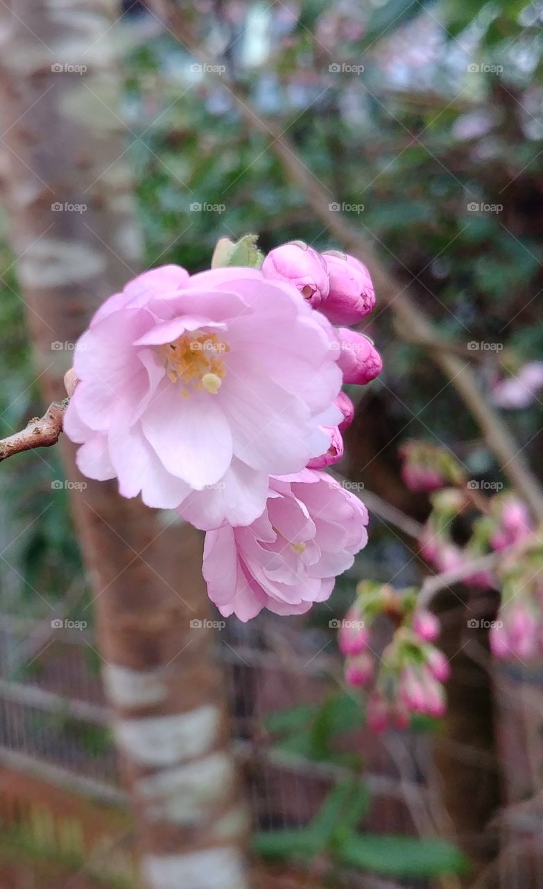 Frühjahr Frühling spring Blüten Blume blühen Blüte rosa pink kirschbaum cherry hope Hoffnung Neuanfang Zukunft Neu new