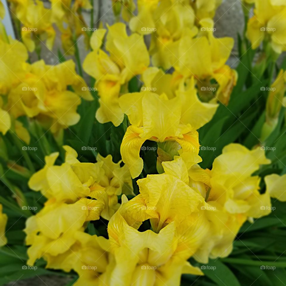 Tall Bearded Iris in full bloom