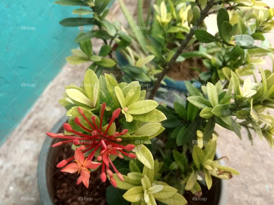 flower