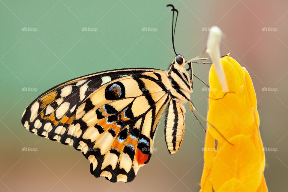 Beautiful and colourful butterfly