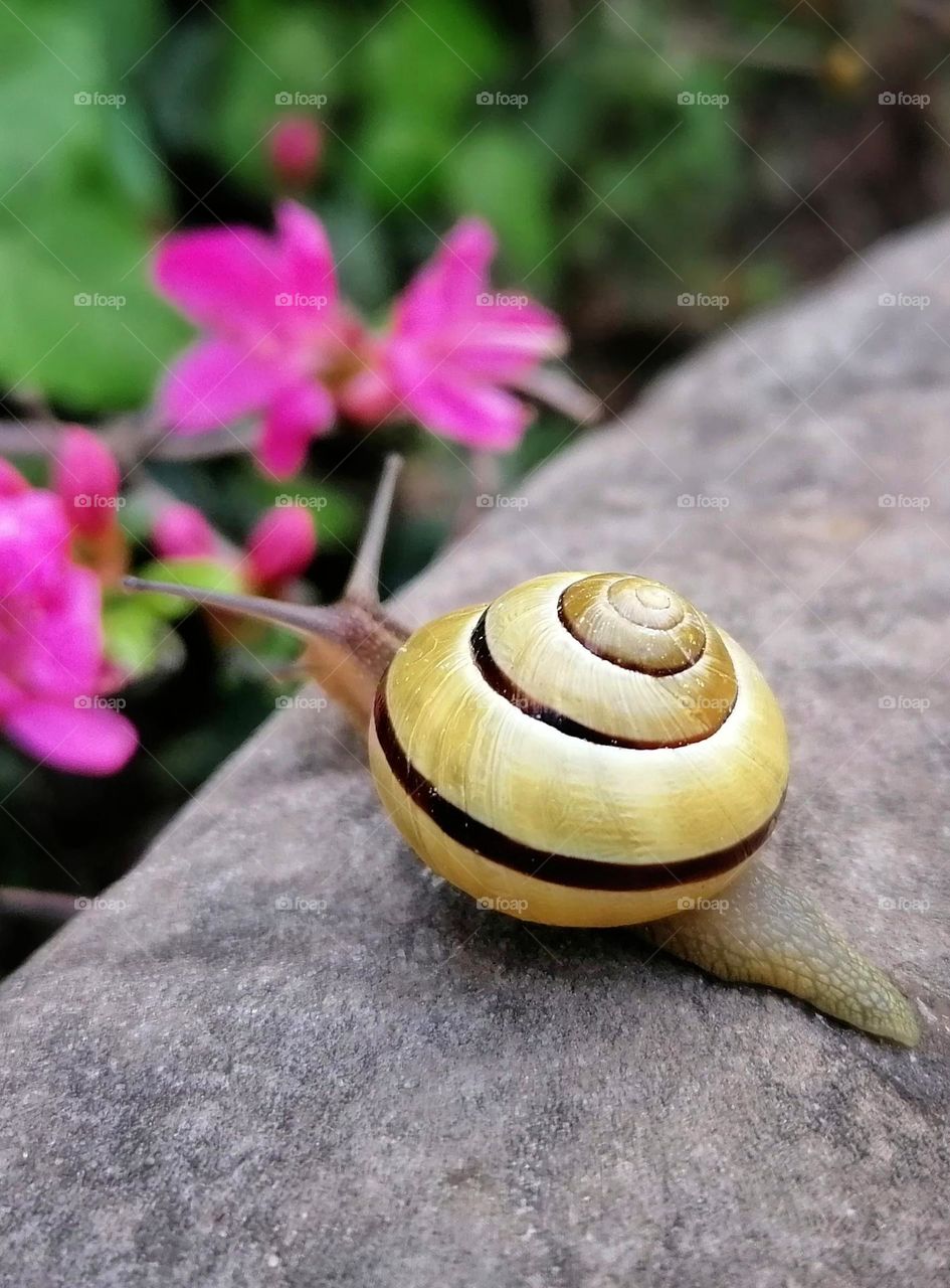 Golden snail and pink flowers