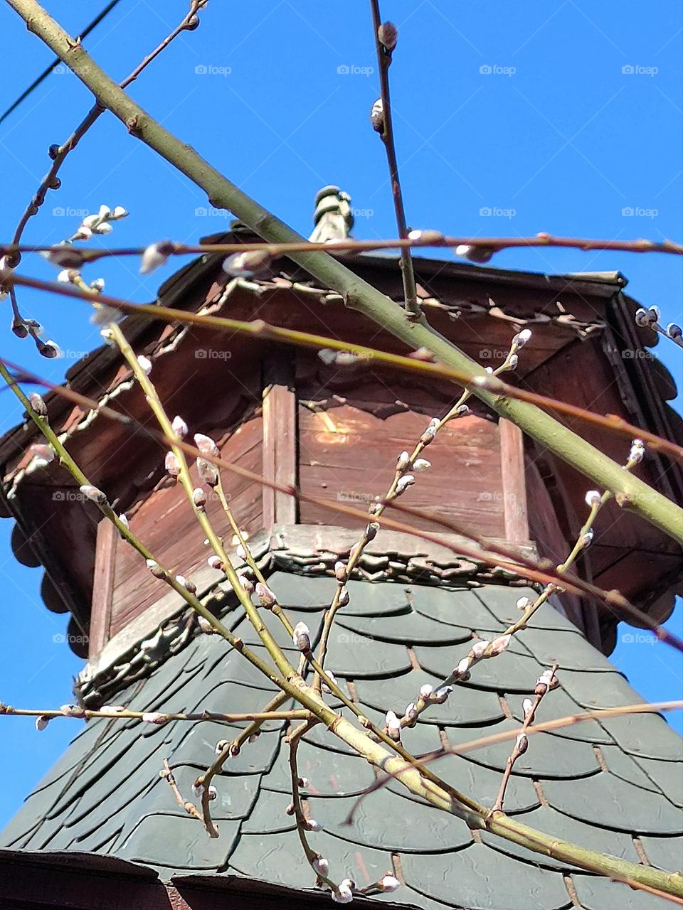 Early spring.  Willow white buds begin to bloom against the background of a wooden dome