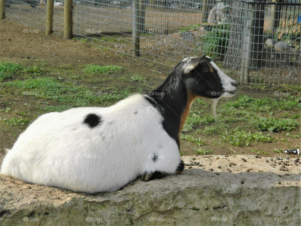 Goat 2