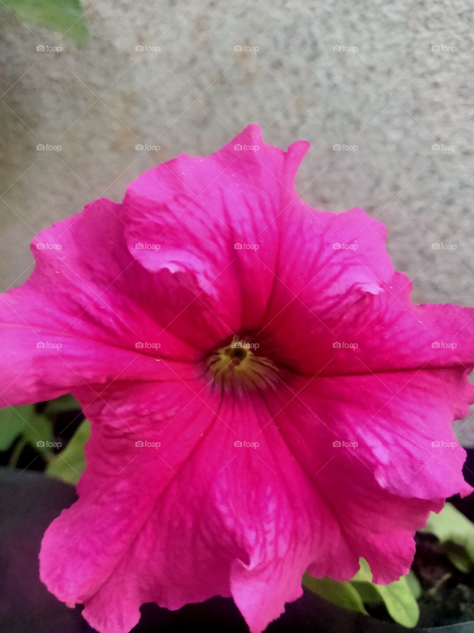 Surfinia is actually a kind of hanging petunia that bears hundreds of small bell-shaped flowers. It is often used as a cascading flower to cover balconies and deck overhangs.