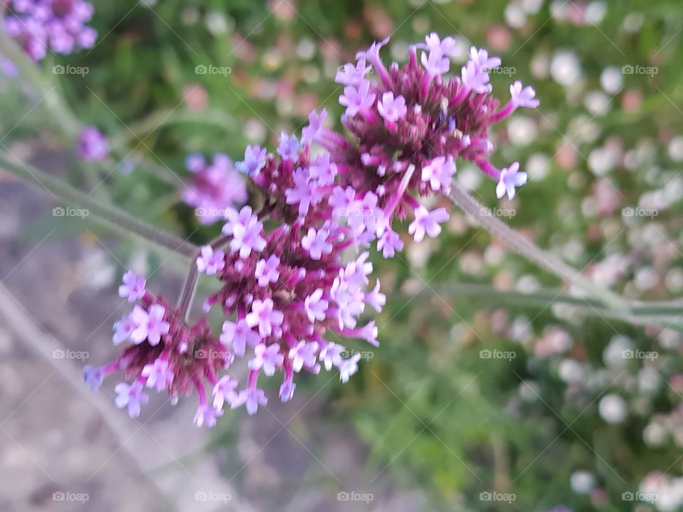 Miniatori Flower