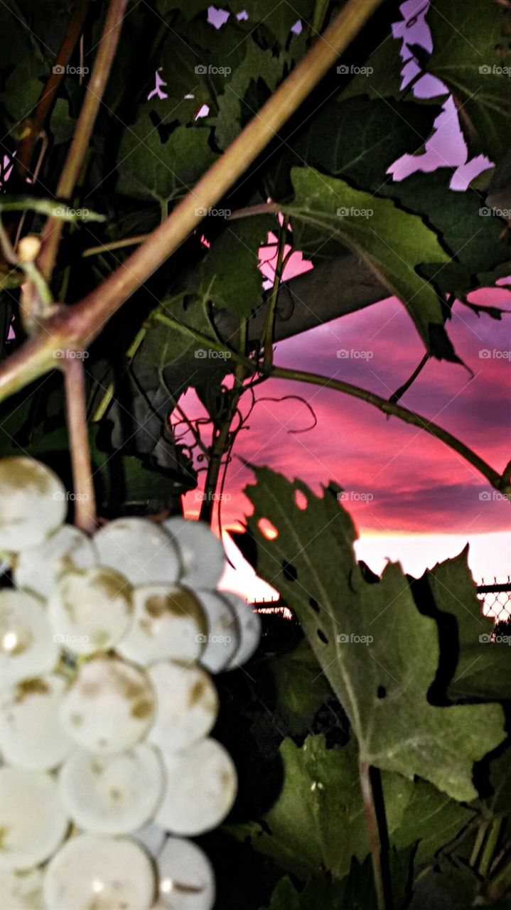 Through the Grapevine