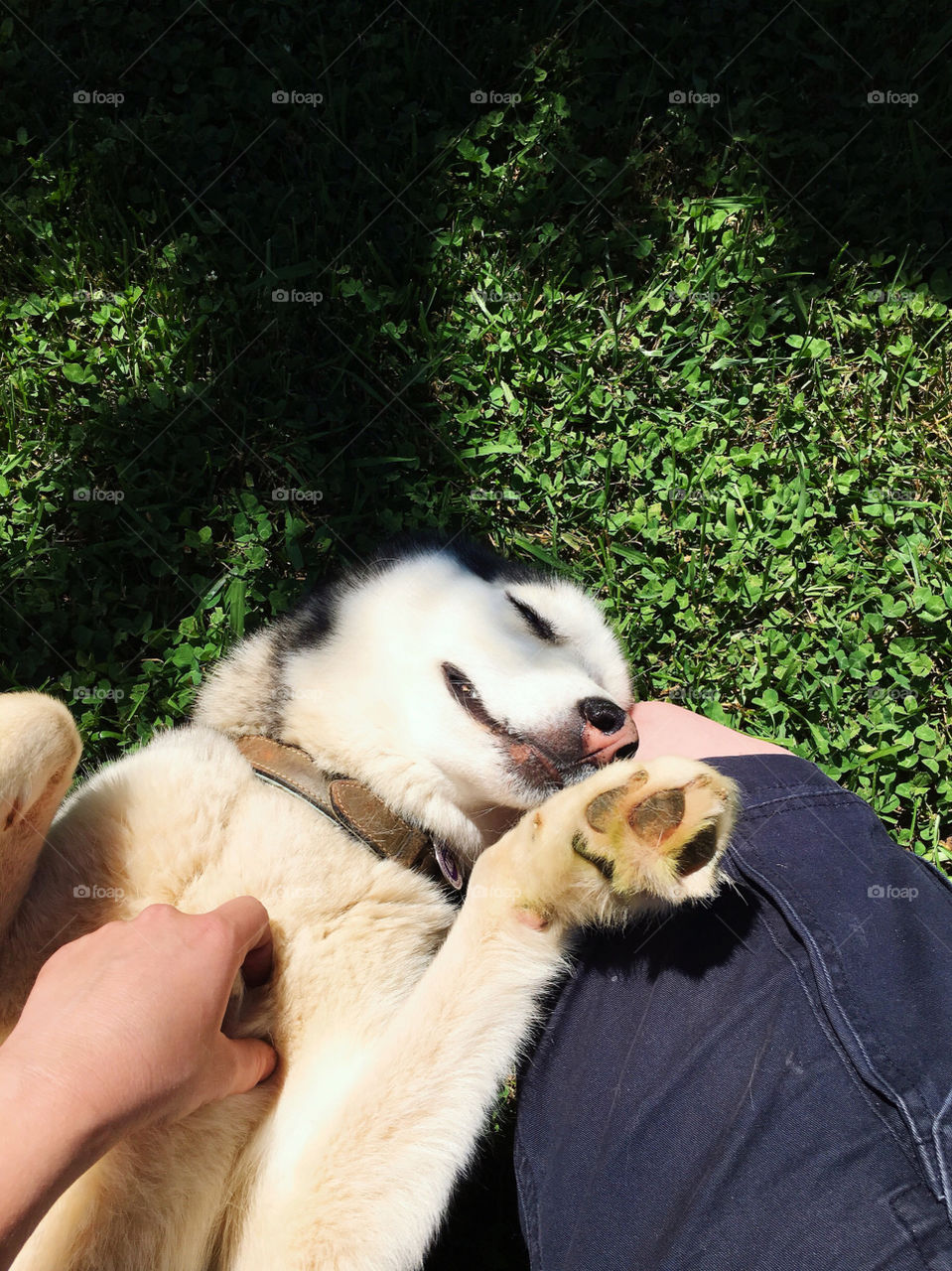 There’s nothing happier than a husky in a cool, shady, cloverleaf bed on a hot, summer afternoon. 