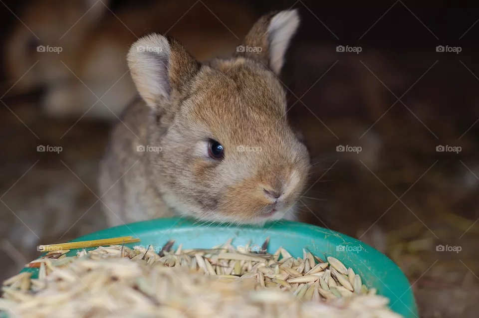 rabbit