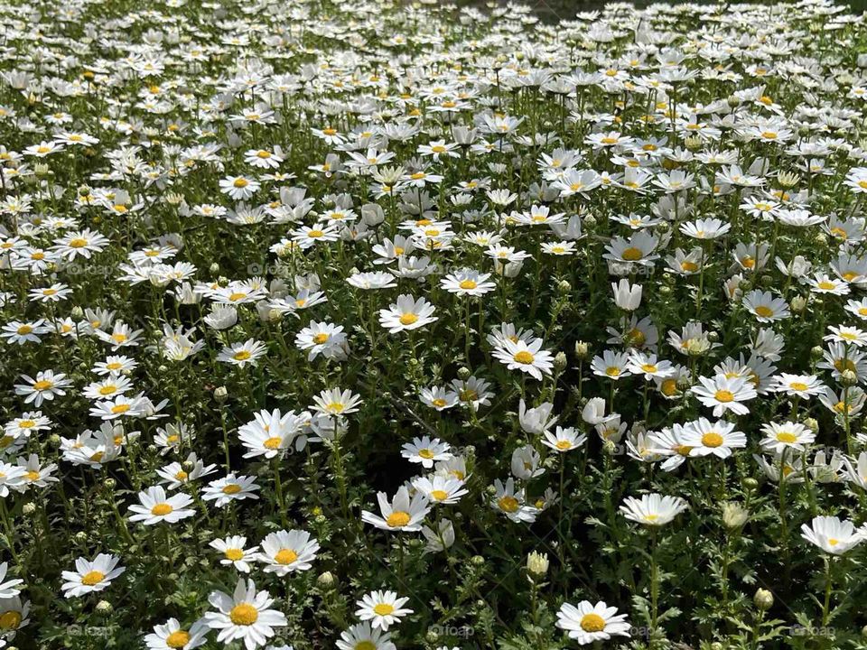 daisies