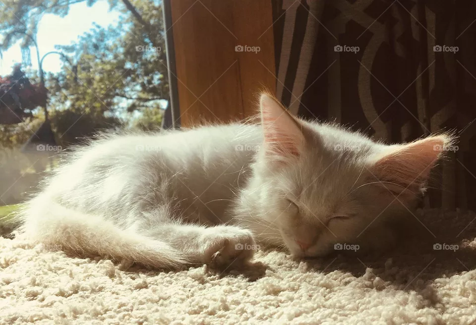 Cat nap