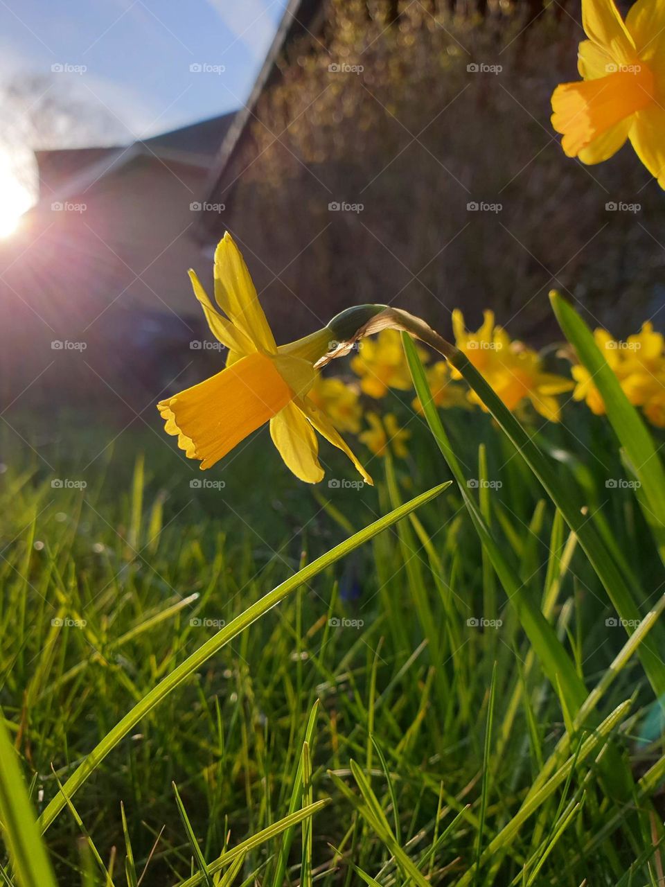 A portrait of a daffodil hanging over the grass of a lawn during golden hour. behind it our more of its kind.