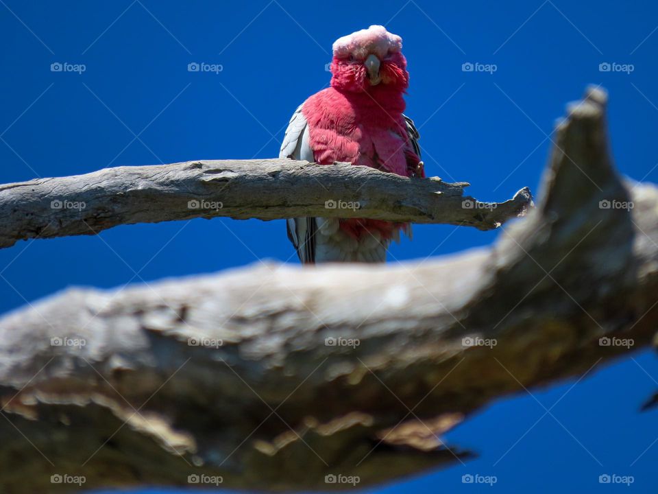 Bird on a branch