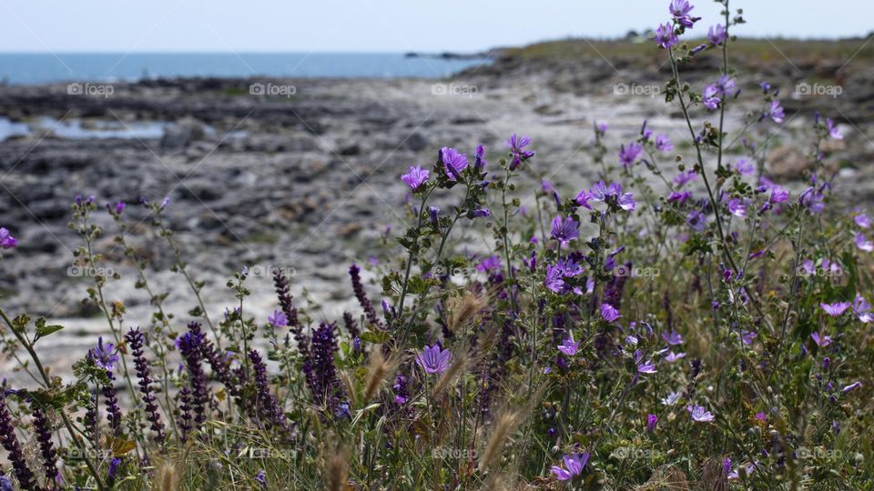 wild flowers