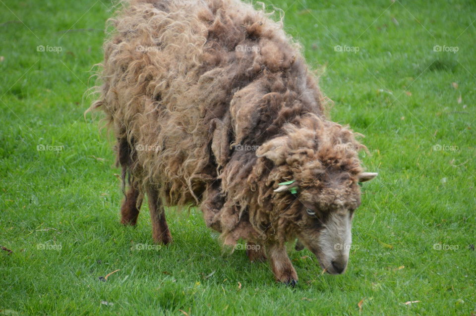 Most Ugliest Sheep