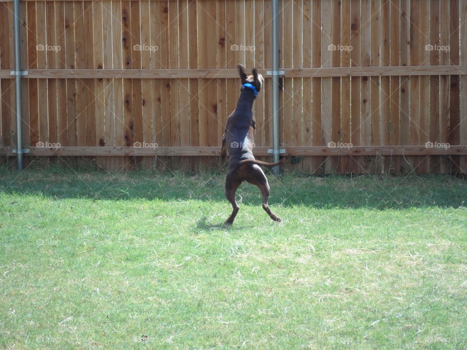 Ball love. dog playing fetch