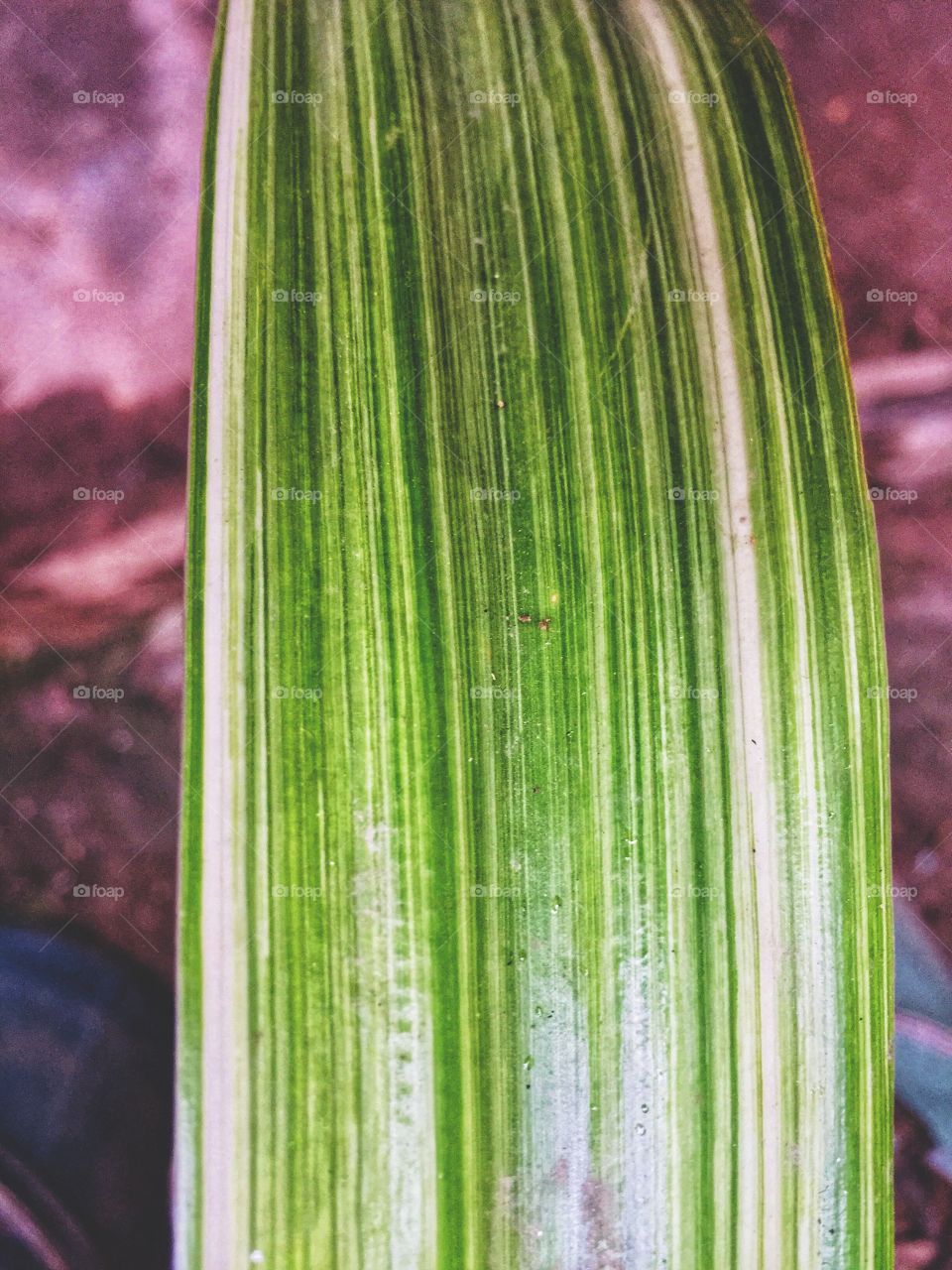 Textured Leaf