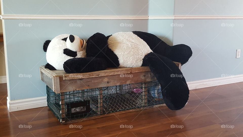 dead panda