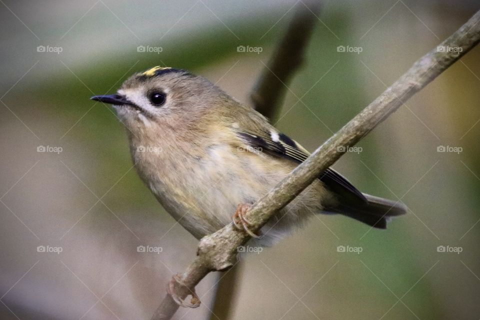 Goldcrest 