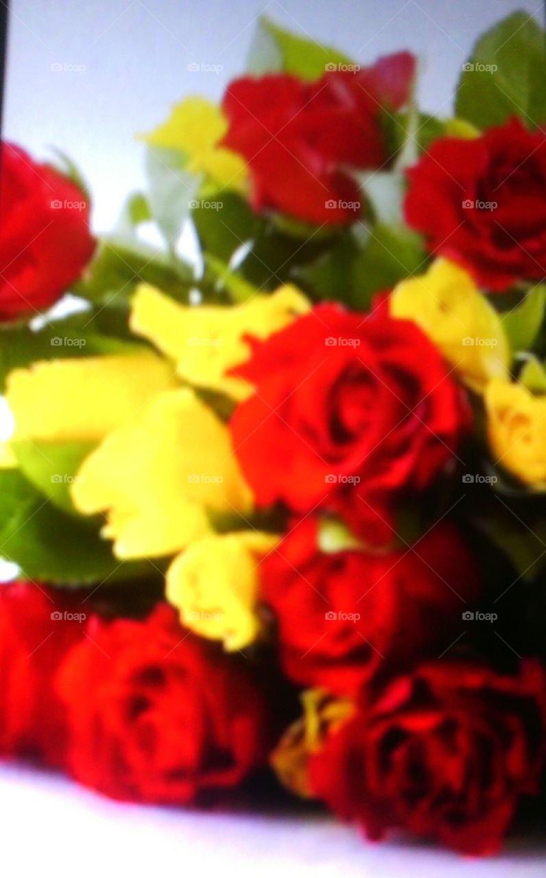 Rose, Flower, Petal, Bouquet, Love