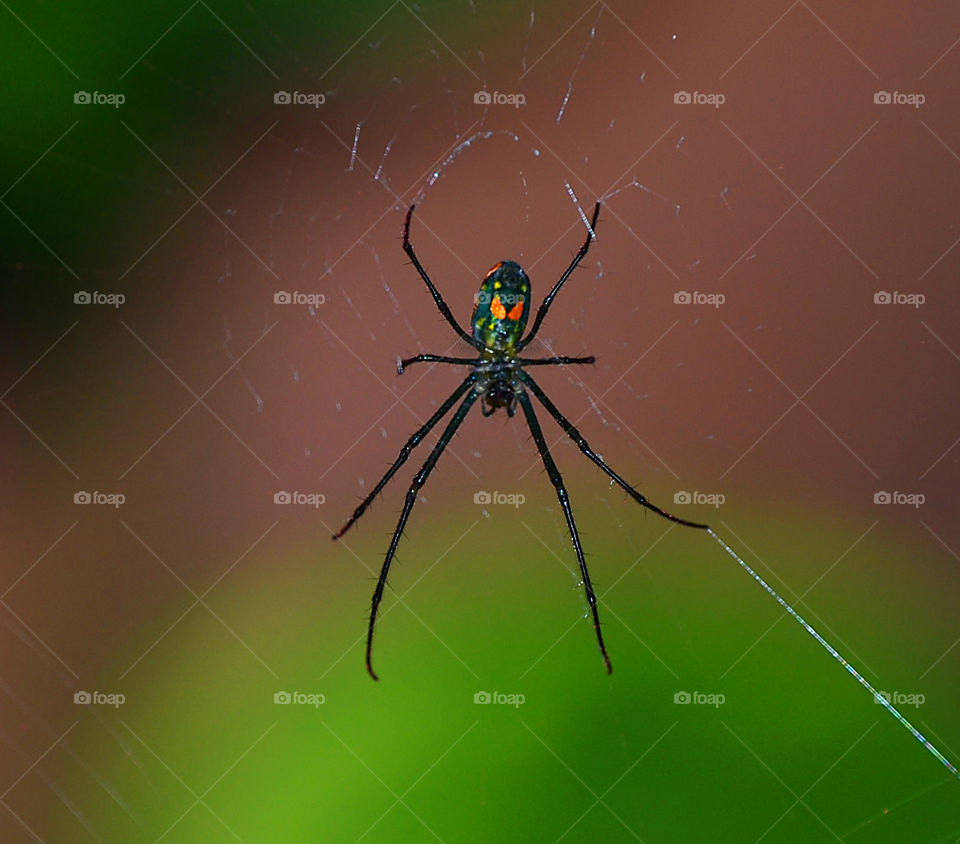 Venusta Orchard Weaver