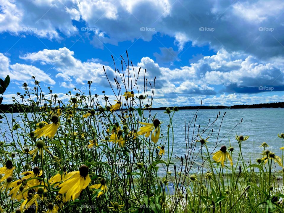 Flowers lakeside