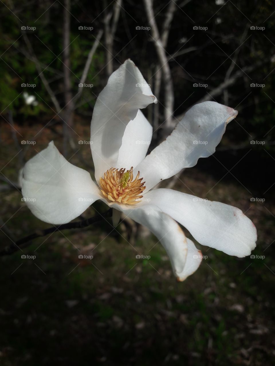 spring flower day outdoor