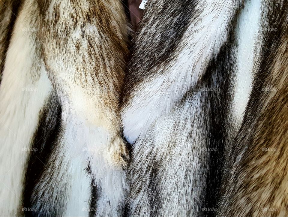The Fur Coat
