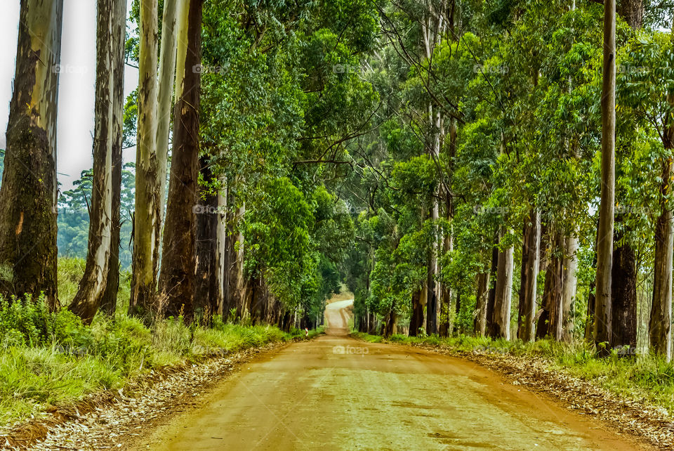 Tree lined road
