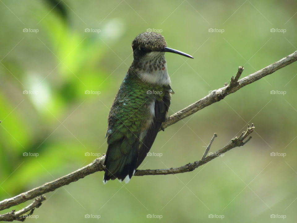Bird, Wildlife, No Person, Nature, Outdoors