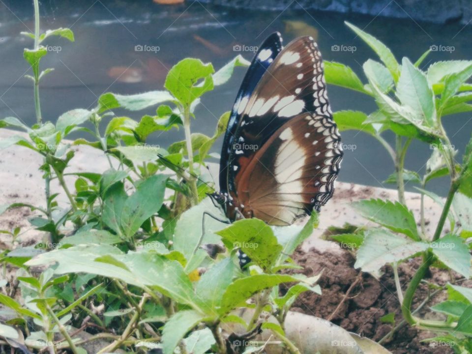 Butterflies by the river
