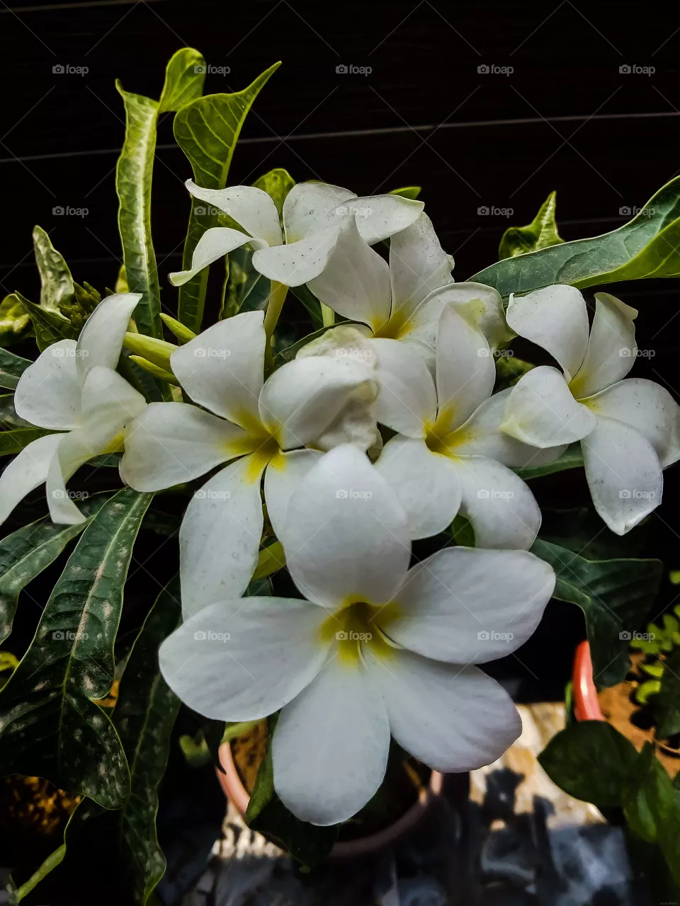 Plumeria (Nagchampa) White Flowers