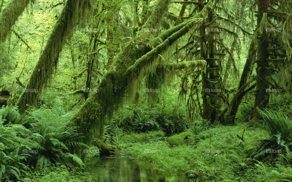 Old forest and green 