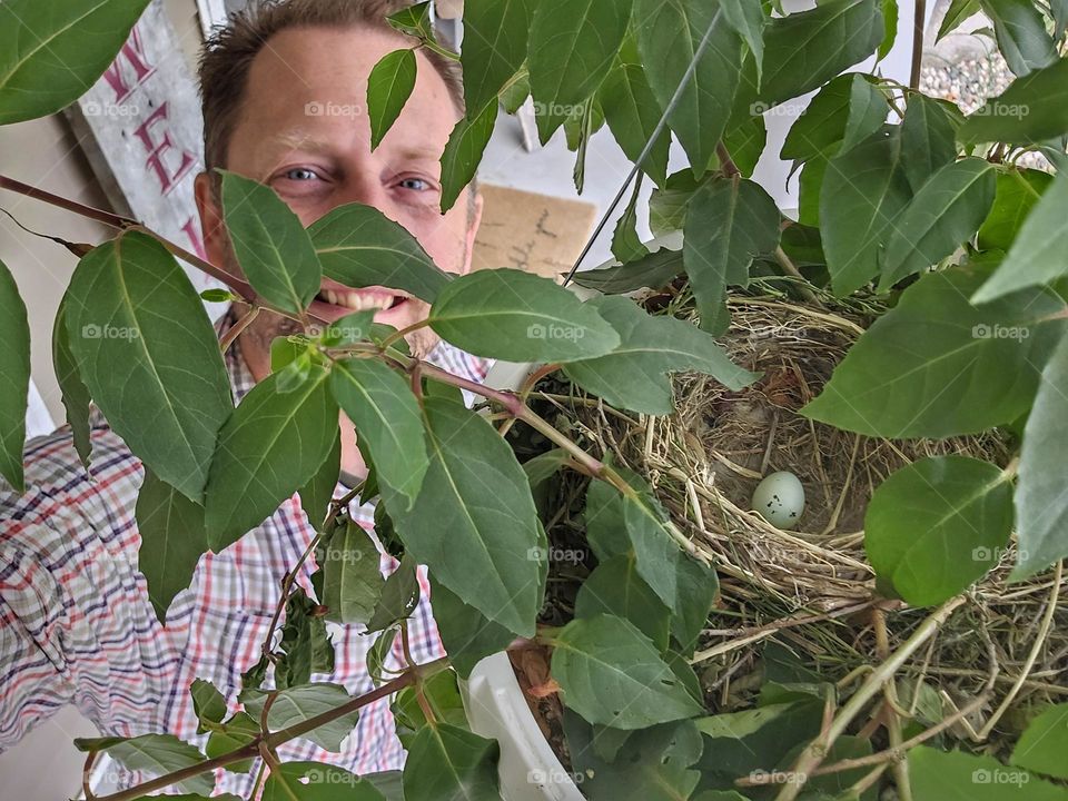 Sparrow nest in hanging flower pot