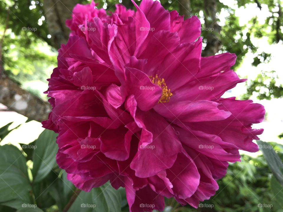 A blooming lovely crimson red piece of heaven, just delightful to the eye.