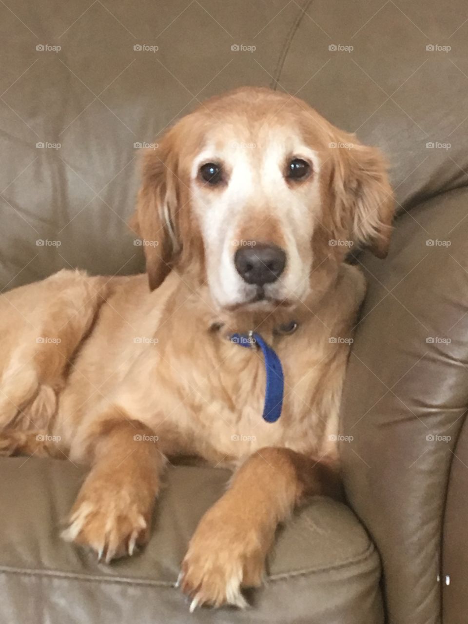 Senior golden retriever sits on her couch "throne" overlooking a house and monitoring activity. Always alert, she'll let you know of things aren't the way they should be! 