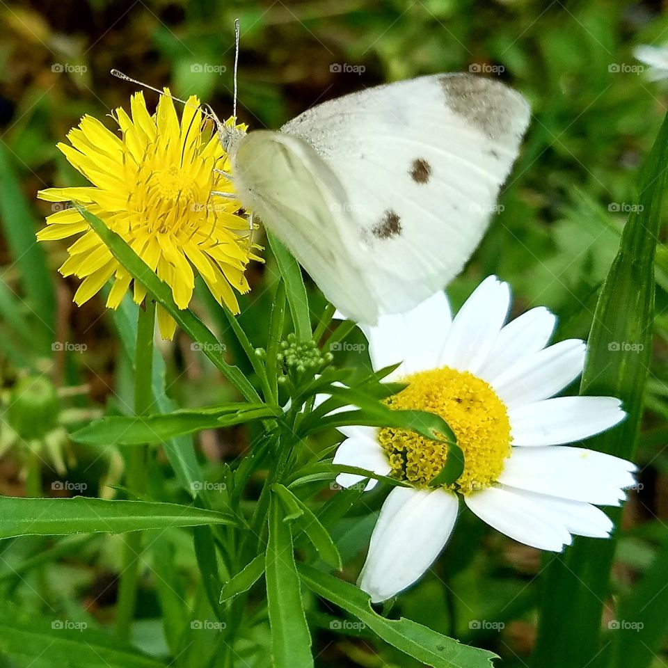 cabbage butterfly
