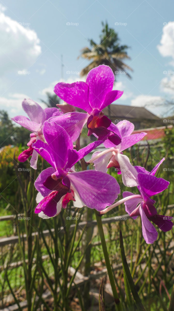 Rare purlpe orchids bloom in summer vibe