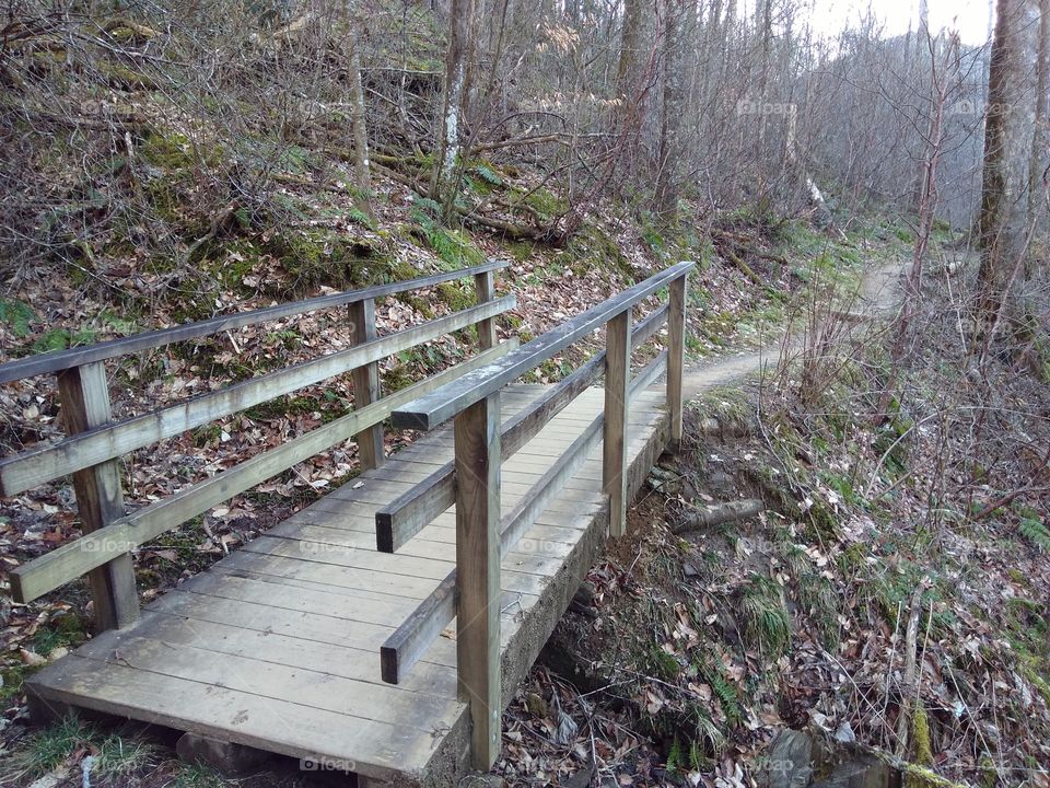 The Trail at Joyce Kilmer Memorial Forest