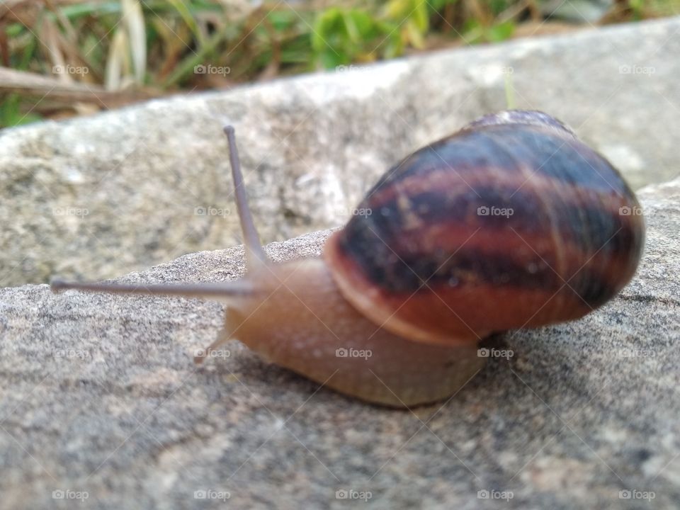 Snail