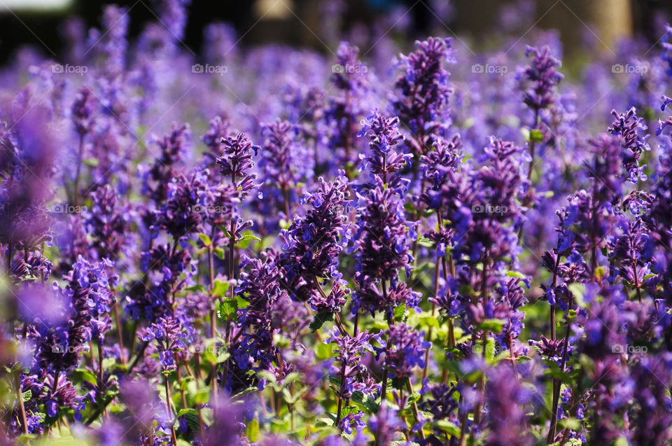 purple flowers