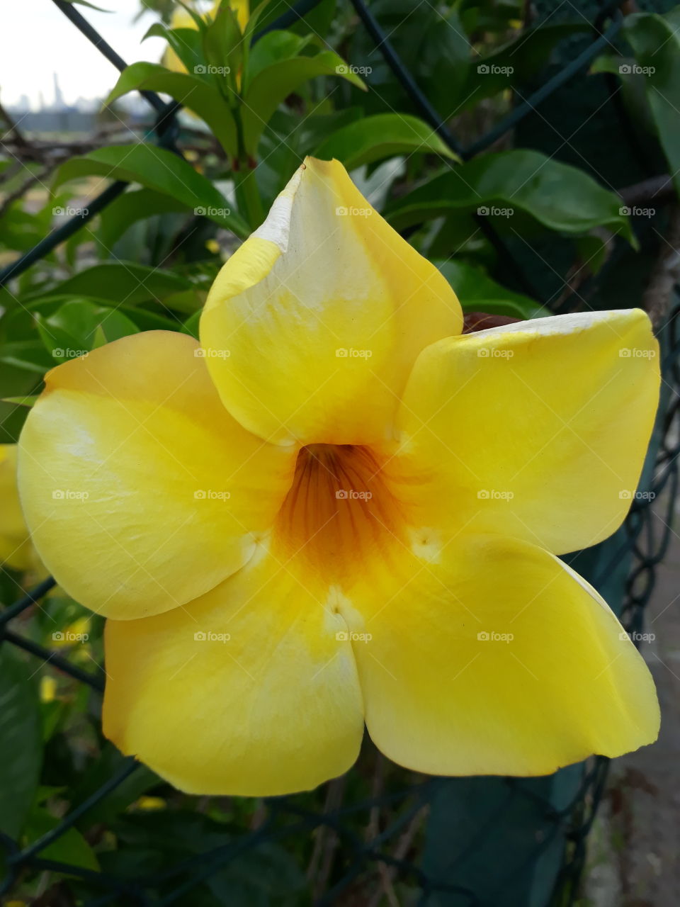 Uma estrela amarela na natureza