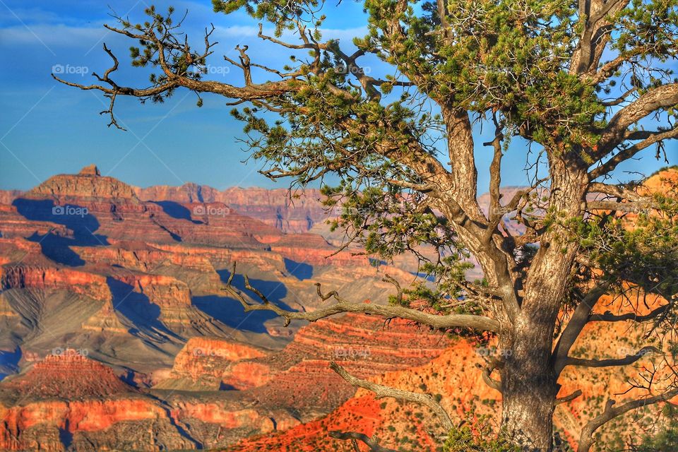 Grand canyon and tree