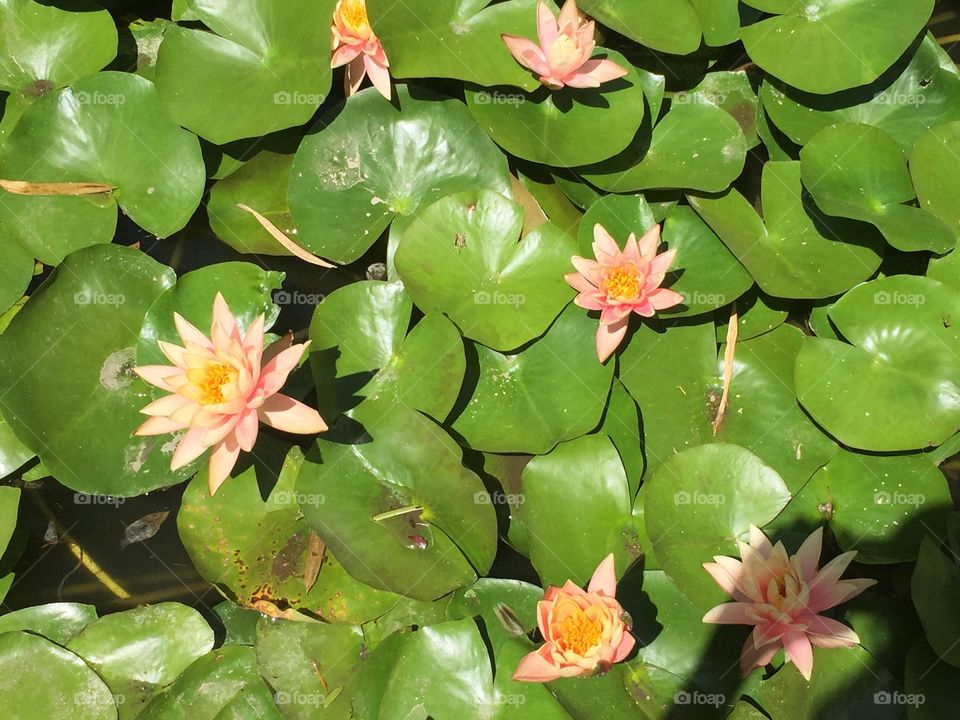 Waterlillies . Lily pond 