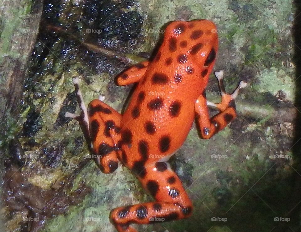 Dart Frog