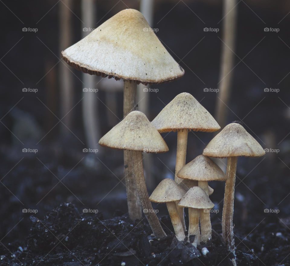 A cluster of tiny pale Panaeolus mushrooms growing out of the soil 