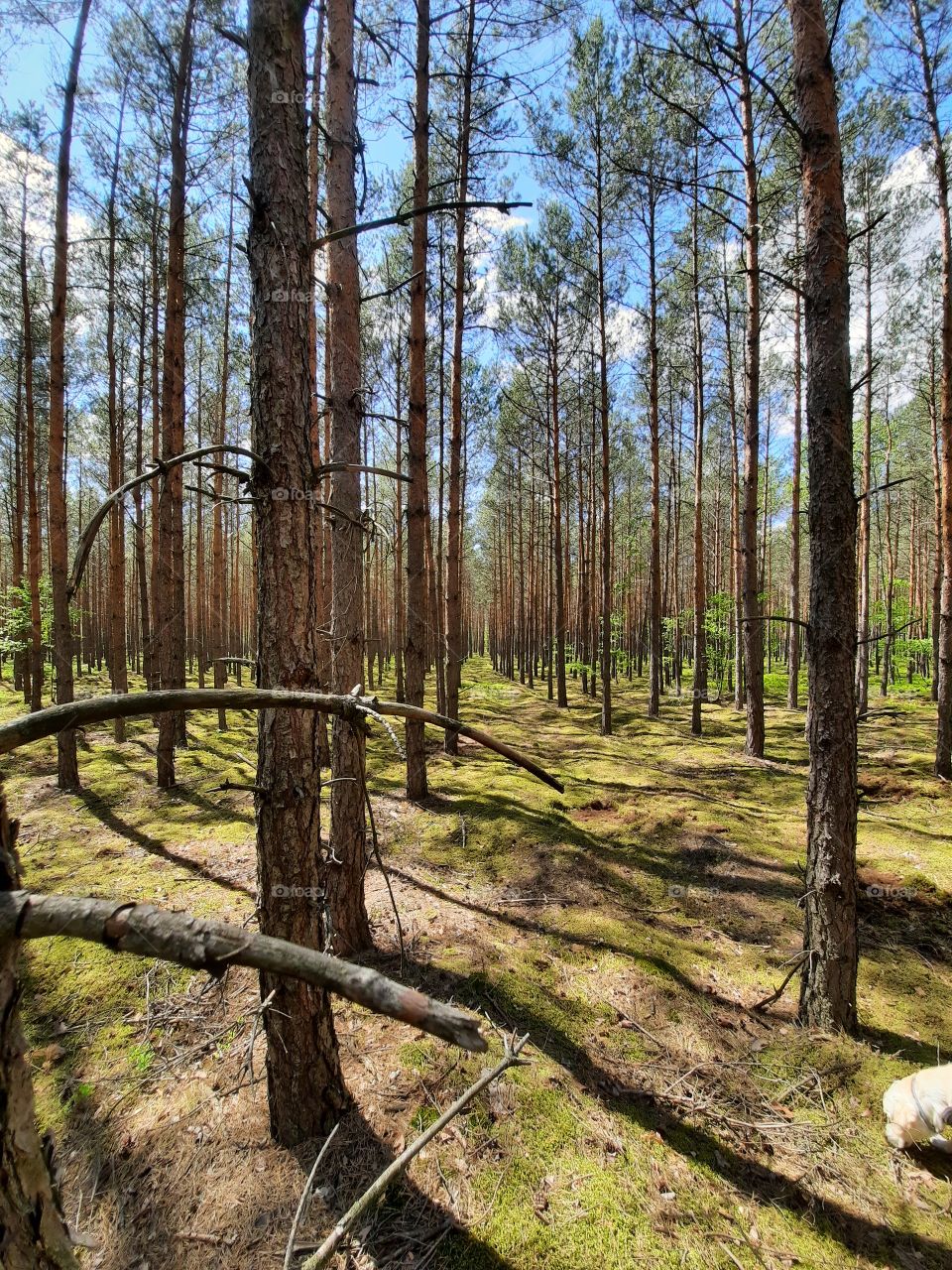 beatiful shot of the woods