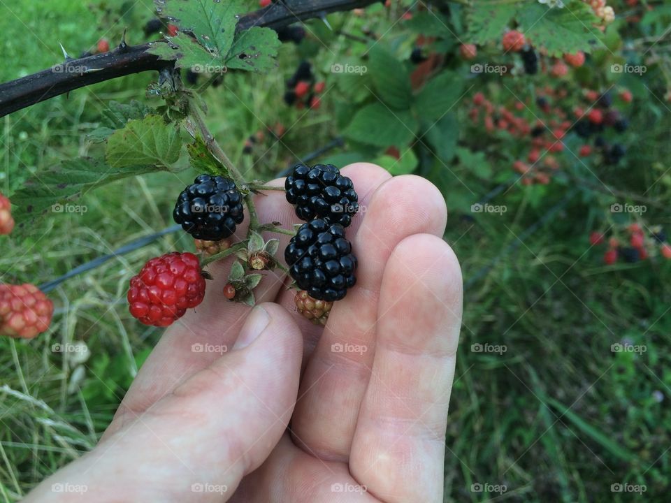 From cuttings to black raspberry harvest!